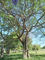 Jacaranda mimosifolia