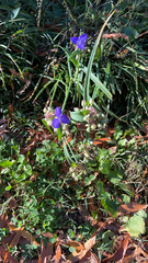 Tradescantia