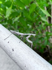 Stagmomantis