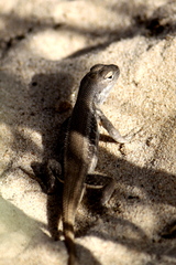 Sceloporus arenicolus