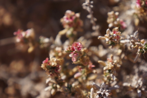 Agathophora alopecuroides