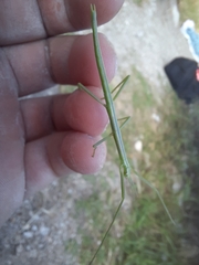 Macynia labiata