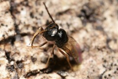 Pteromalidae