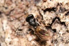 Pteromalidae