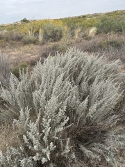 Artemisia filifolia
