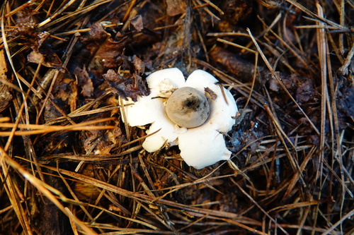 Geastrum