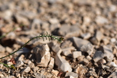 Fumana ericifolia