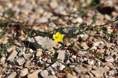 Fumana ericifolia