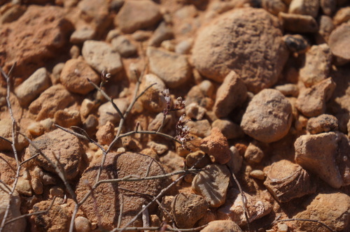 Limonium pujosii