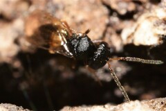 Pteromalidae