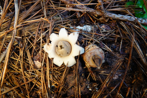 Geastrum (Photo 2 of 8)
