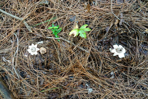 Geastrum (Photo 3 of 8)