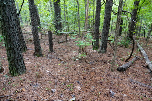 Geastrum (Photo 4 of 8)