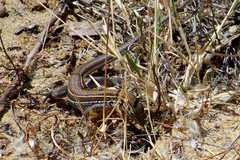 Aspidoscelis hyperythrus beldingi