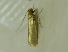 Tineola bisselliella