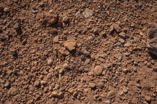 Limonium pujosii image