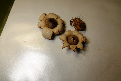 Geastrum (Photo 5 of 8)