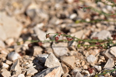 Fumana ericifolia