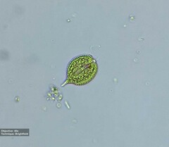Phacus monilatus suecicus