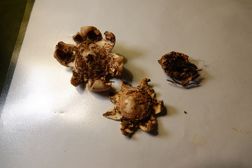 Geastrum (Photo 7 of 8)