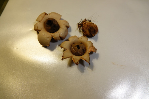 Geastrum (Photo 6 of 8)