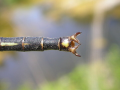 Arigomphus cornutus