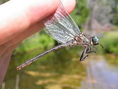 Arigomphus cornutus