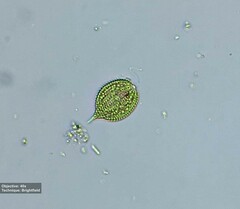 Phacus monilatus suecicus