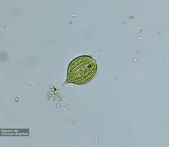Phacus monilatus suecicus