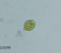Phacus monilatus suecicus