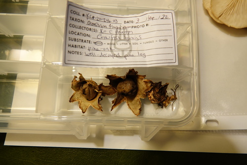 Geastrum (Photo 8 of 8)