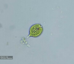 Phacus monilatus suecicus