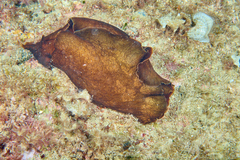 Aplysia fasciata