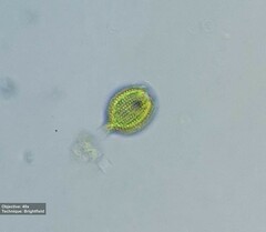 Phacus monilatus suecicus