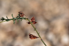 Fumana ericifolia