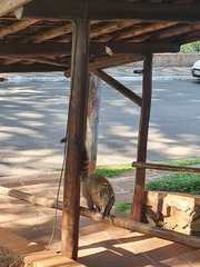 Nasua nasua