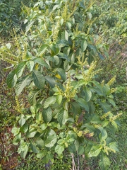 Ocimum