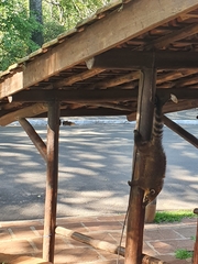 Nasua nasua