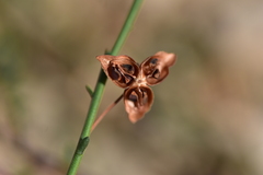 Fumana ericifolia