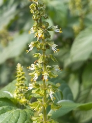 Ocimum