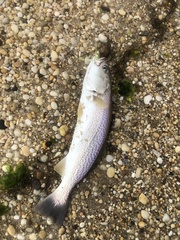 Cynoscion regalis