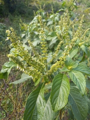 Ocimum