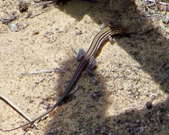 Aspidoscelis hyperythrus beldingi