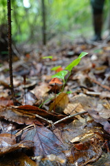 Marasmius fulvoferrugineus
