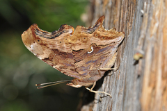 Polygonia satyrus satyrus