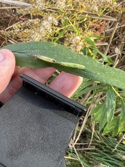 Asphondylia solidaginis