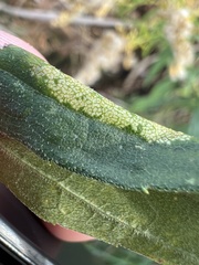 Asphondylia solidaginis