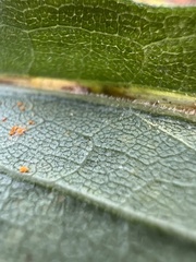 Asphondylia solidaginis