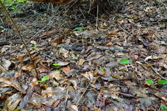Marasmius fulvoferrugineus