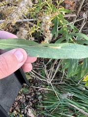 Asphondylia solidaginis